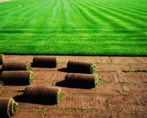 Hazır Çim m2 Fiyatı